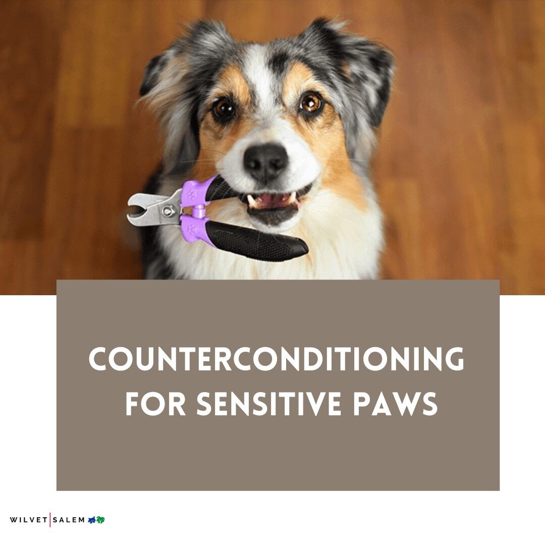Counter Conditioning for Sensitive Paws
