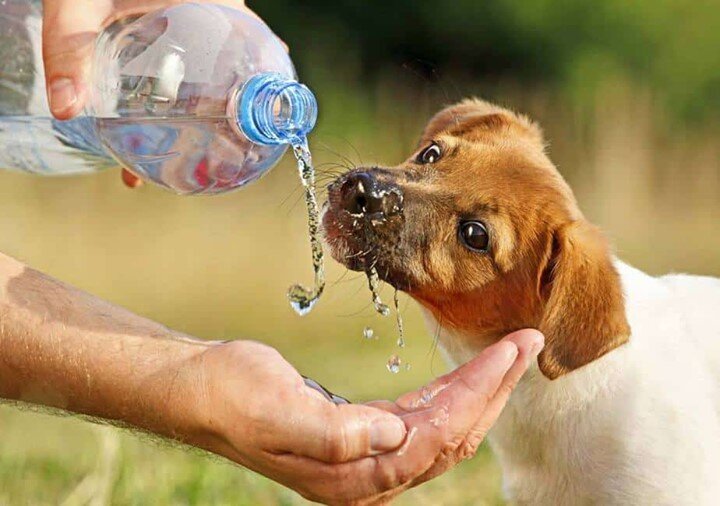 dog drinking water from bottle