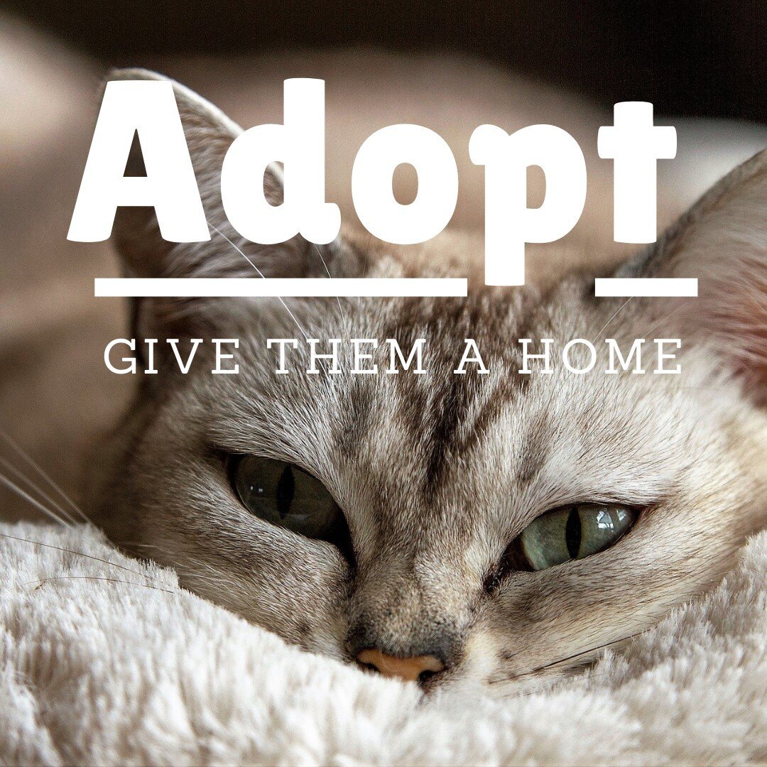 Adopt Cat - Give them a home