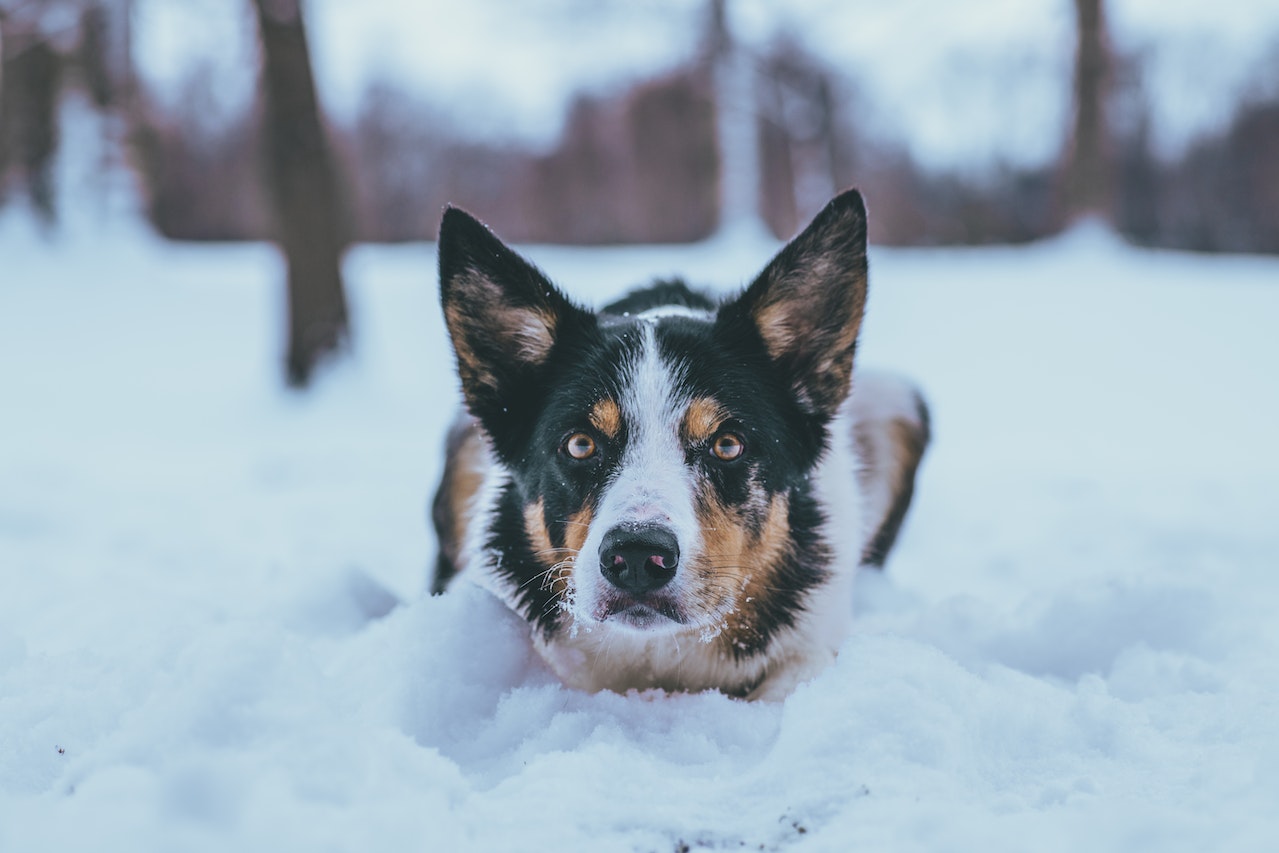 Black white and brown dog laying in the snow