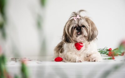 Fun Valentine’s Day Pet Treat Ideas